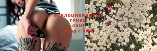 прущие грибы Армянск